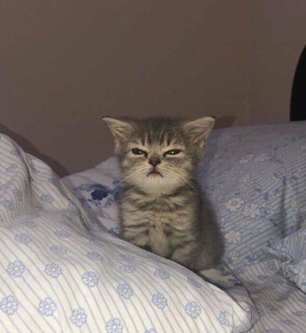 котенок сонный