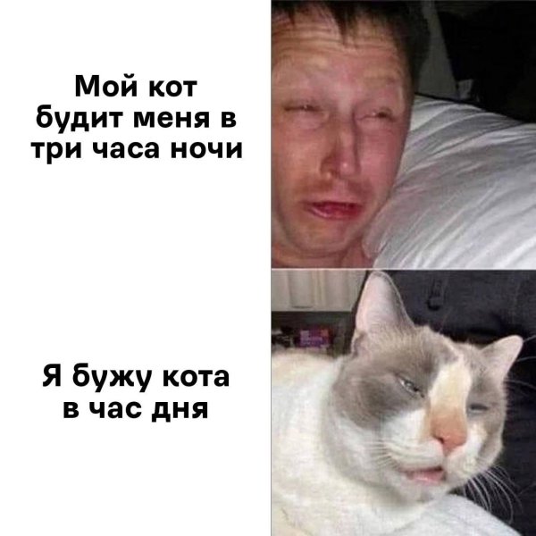 коты мемы