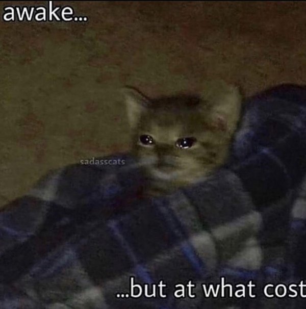проснулся но какой ценой котенок