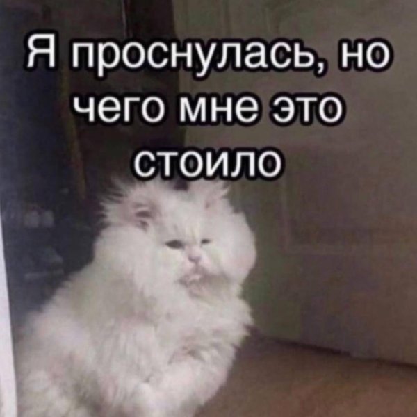 белая пушистая кошка