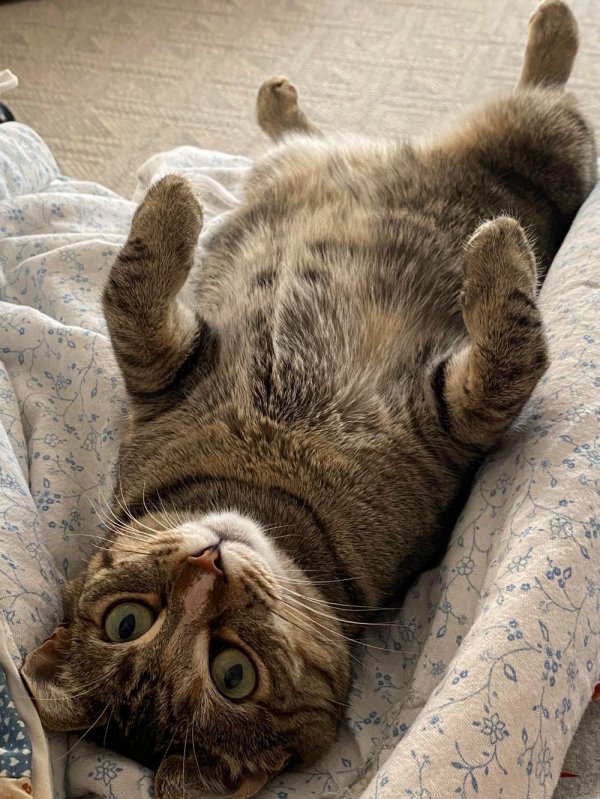 популярные котики