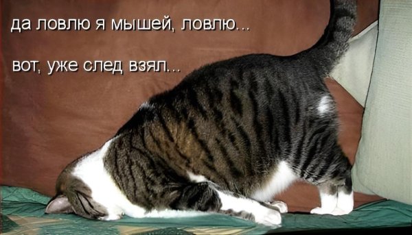 кошка поймала мышь