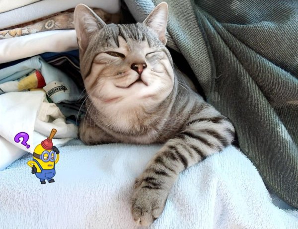 утренние котики