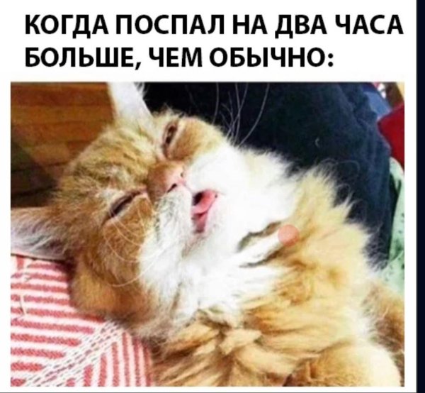 невыспавшийся кот
