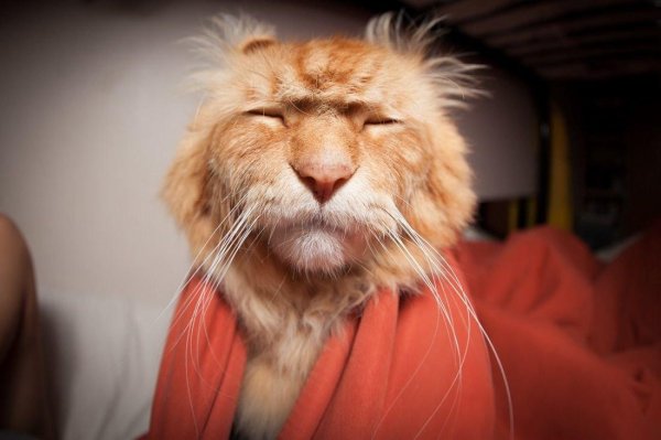 мейн кун джокер марина фомичева