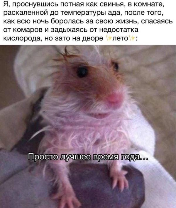 мокрый хомяк