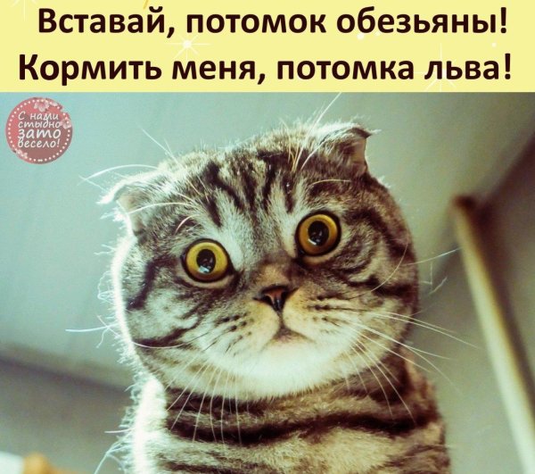 вставай потомок обезьяны