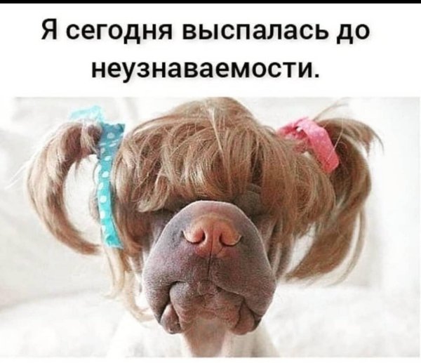 шарпей паддингтон