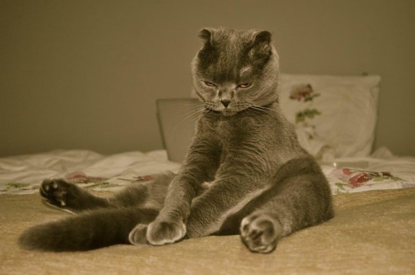 шотландская вислоухая кошка