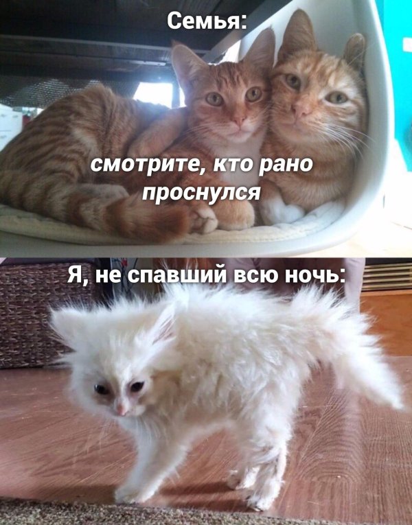 я не спал всю ночь