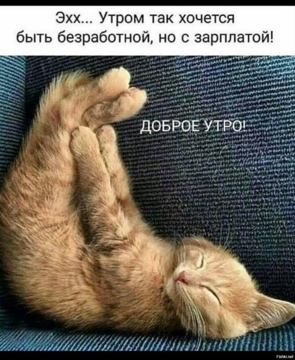 доброго утра котенок