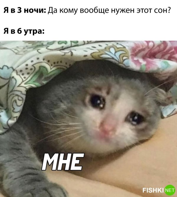 плачущие котики
