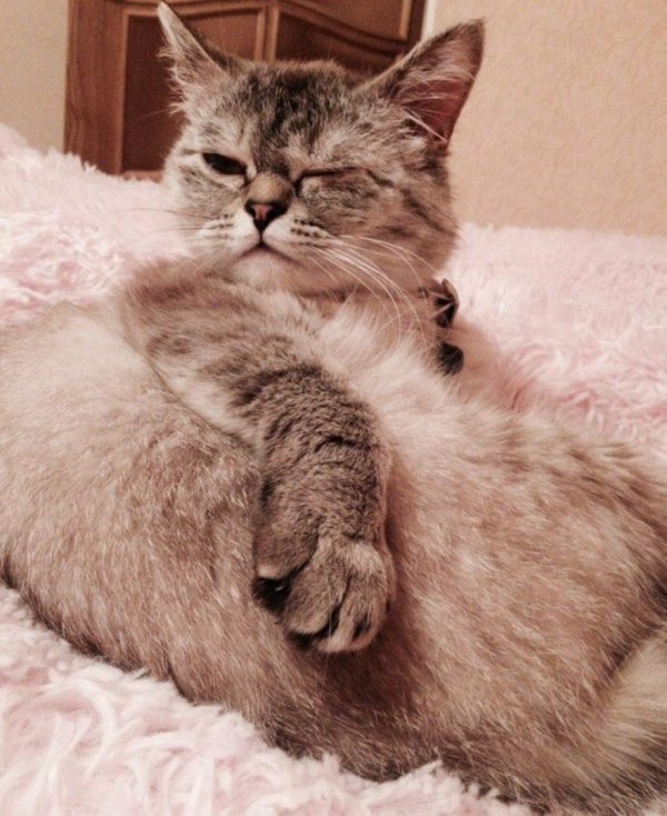 кота разбудили