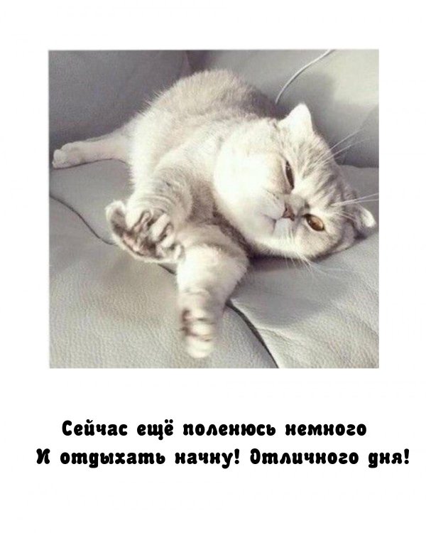утренние котики