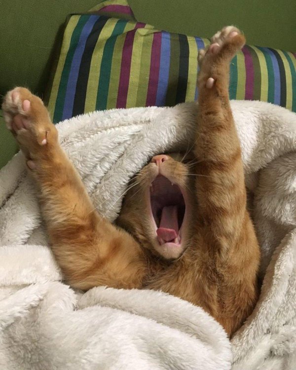 потягушки кота