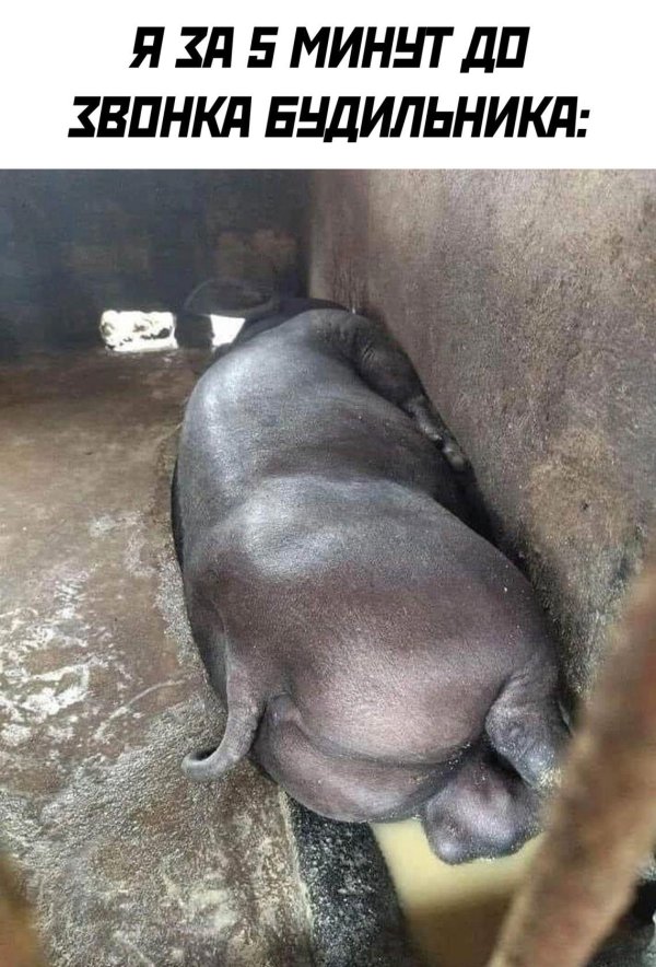 вьетнамские вислобрюхие поросята