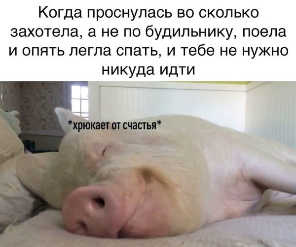 спящая свинка