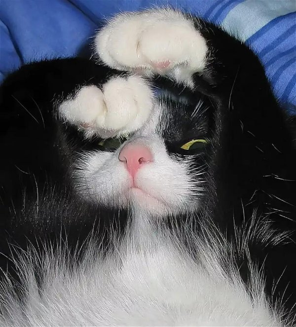 сонные коты