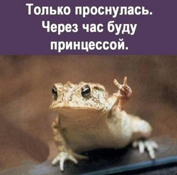 милая лягушка