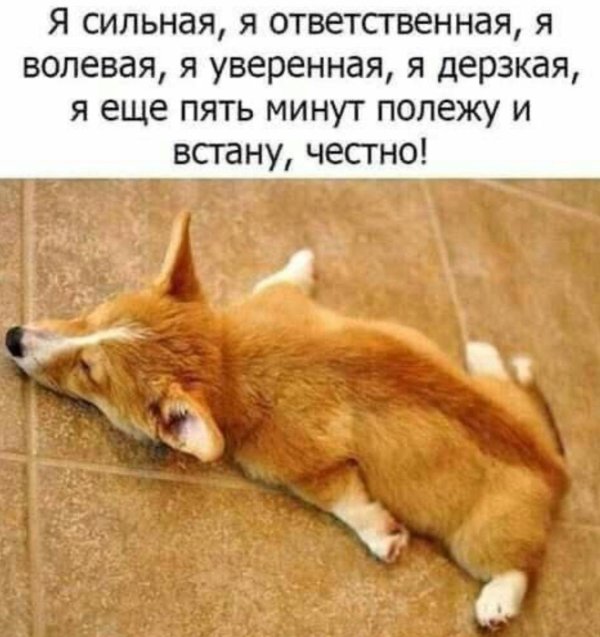 корги вельш