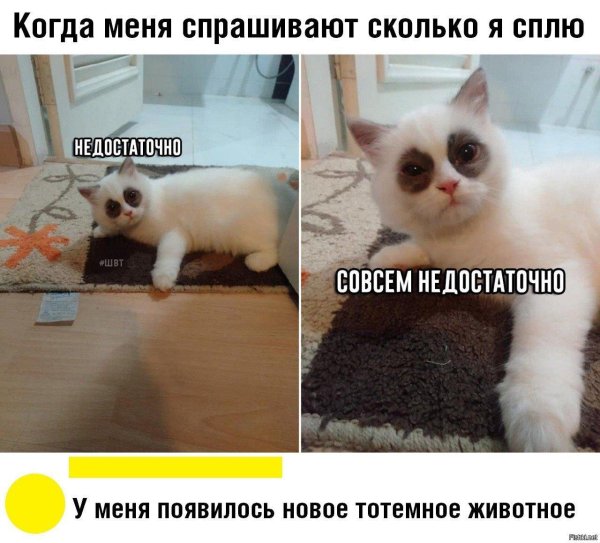 кошка мем