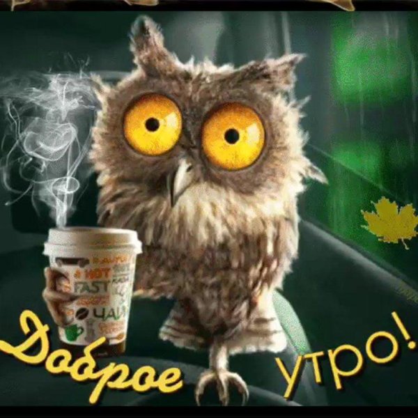 прикольные открытки с добрым утром