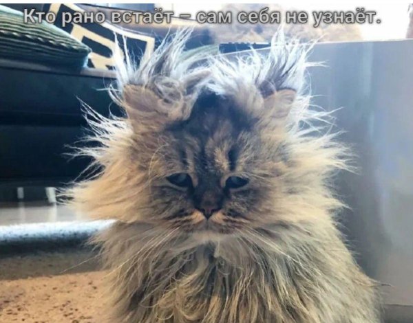 лохматая кошка