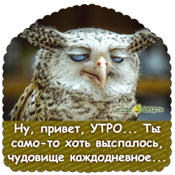 cмешные животные