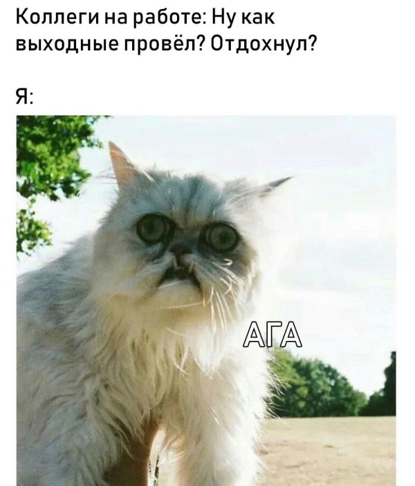 меме кот