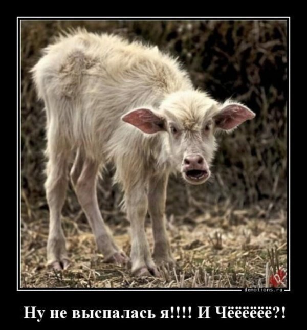 козел вонючий