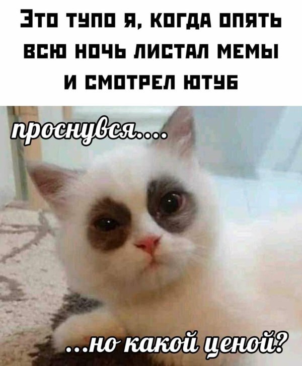 кошка мем