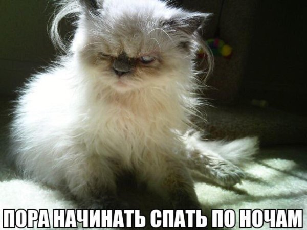 недовольная кошка