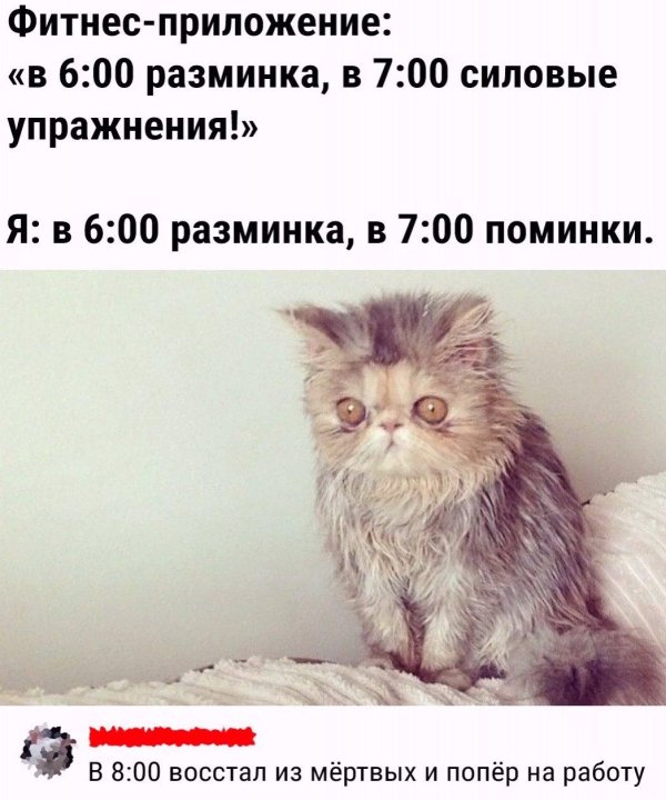 кот выспался