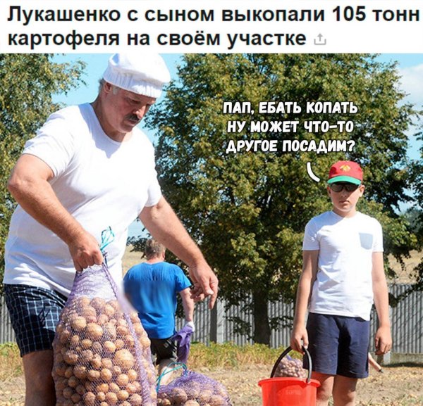 лукашенко и картошка