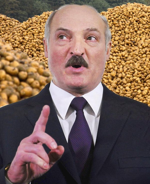 лукашенко и картошка