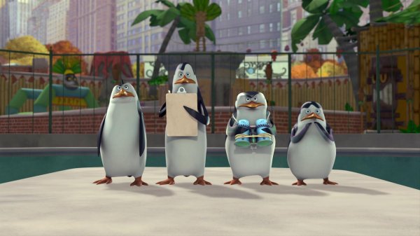 пингвин из мадагаскар