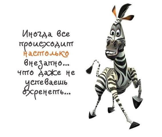 зебра мартин