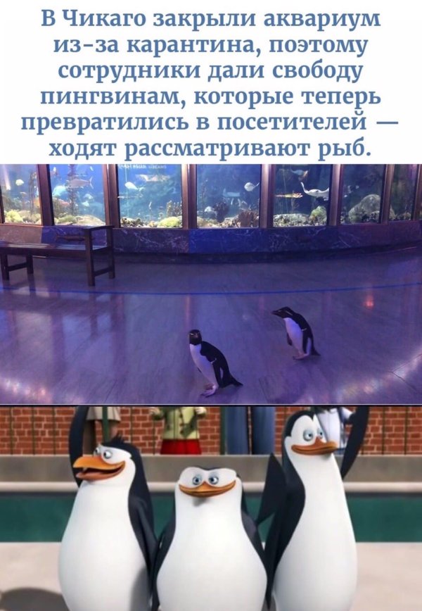 свободу пингвинам