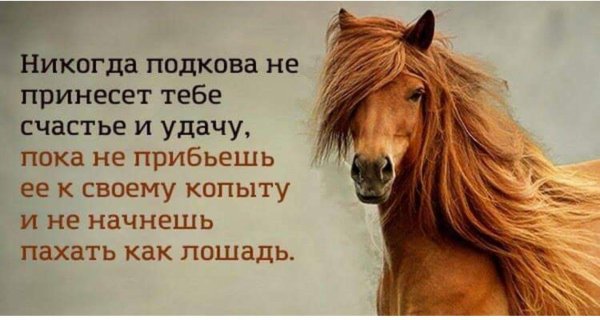 для лошади