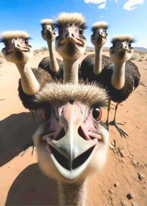 страусы эму
