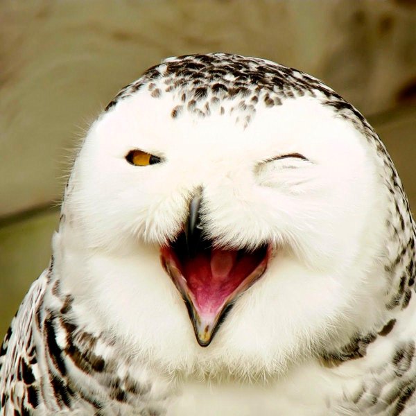 смеющаяся сова