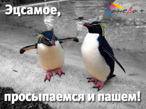 с добрым утром прикол