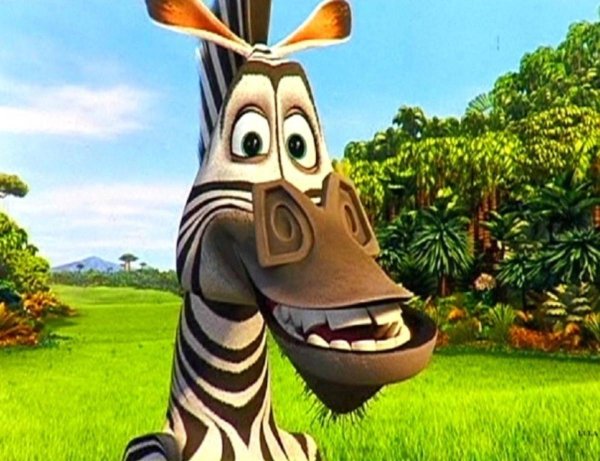 мадагаскар зебра