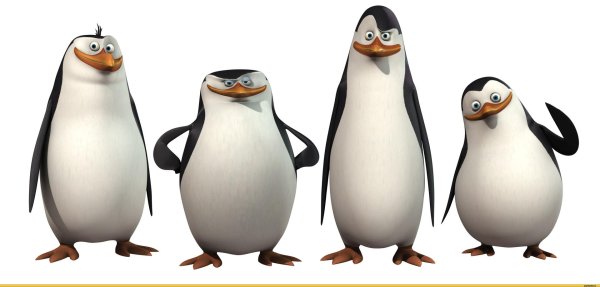 пингвин из мадагаскар