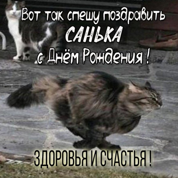 пятница коты