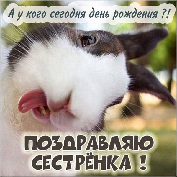 смешной заяц