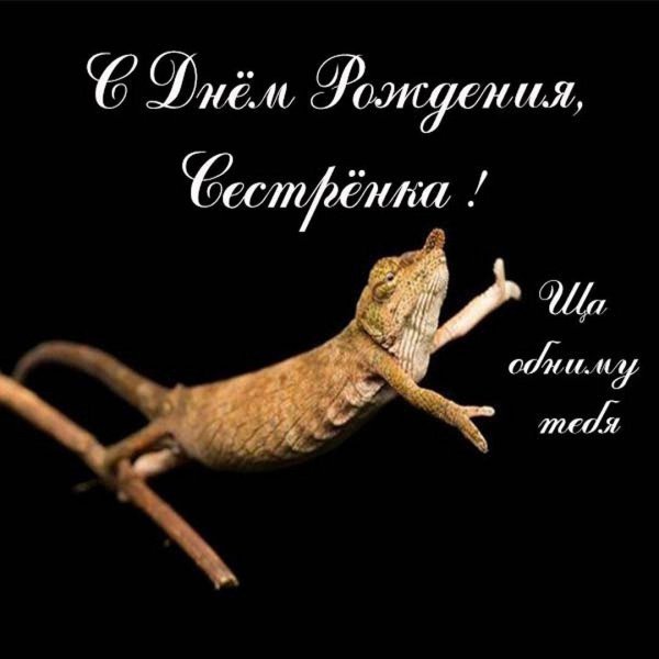 rhampholeon spinosus