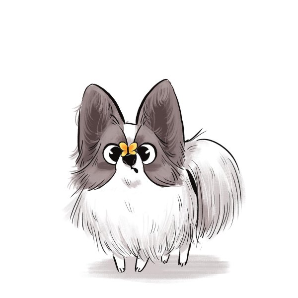 собака породы папийон