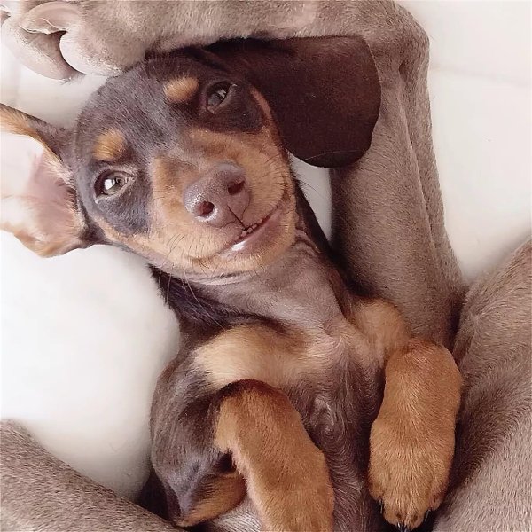 смешной щенок