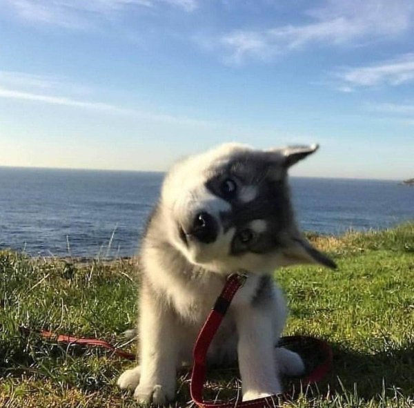 сибирский хаски